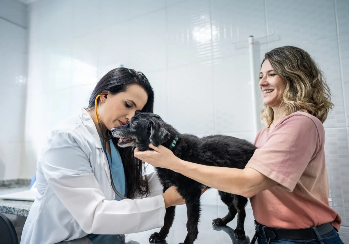 Vorsorge beim Hund: Tierärztin hört kleinen schwarzen Hund ab, Halterin hält ihn ruhig