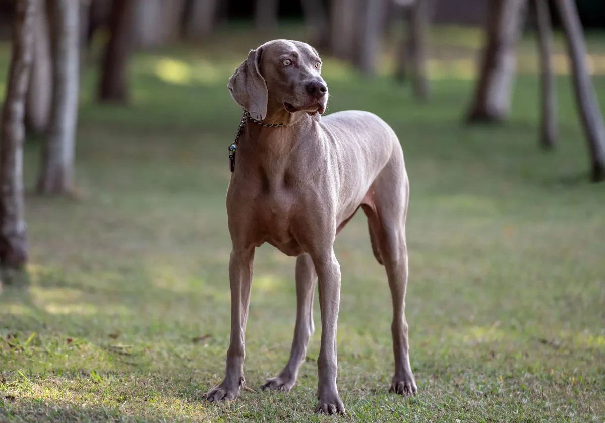 Weimaraner mit grauem kurzem Fell und hellen Augen steht aufmerksam auf einer Wiese im Park