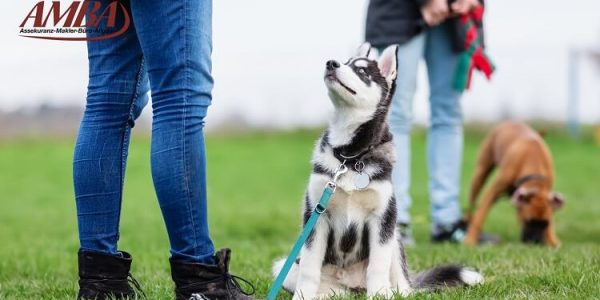 Junger Husky-Welpe sitzt aufmerksam neben seiner Halterin auf einer Wiese – erstes Training in der Welpenschule mit Leine und Lob