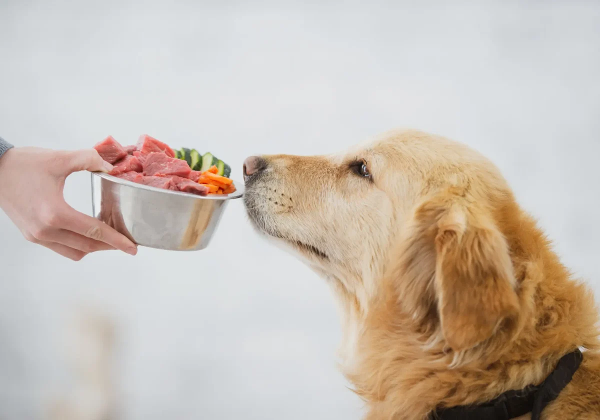 Ein Golden Retriever schnuppert an einem Napf mit rohem Fleisch, Karotten und Gurken – zubereitet für eine BARF-Fütterung.
