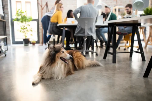 betriebliche-Tierversicherung Hund liegt entspannt im Büro mit arbeitenden Menschen im Hintergrund