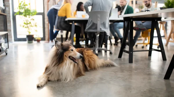 Hund liegt entspannt im Büro mit arbeitenden Menschen im Hintergrund