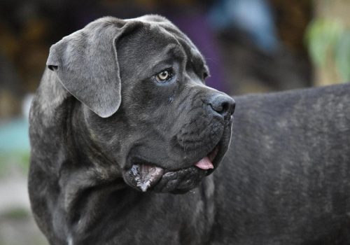 Ein imposanter Cane Corso Italiano mit kurzem, glänzendem, schwarzem Fell steht aufmerksam im Park auf einer grünen Wiese, umgeben von Bäumen und Herbstblättern. Sein ernster Gesichtsausdruck und seine gespannte Körperhaltung spiegeln den mutigen und beschützenden Charakter der Rasse wider.