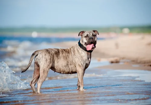 Ein gestromter Dogo Mallorquín steht mit heraushängender Zunge im seichten Wasser am Strand und blickt in die Kamera.
