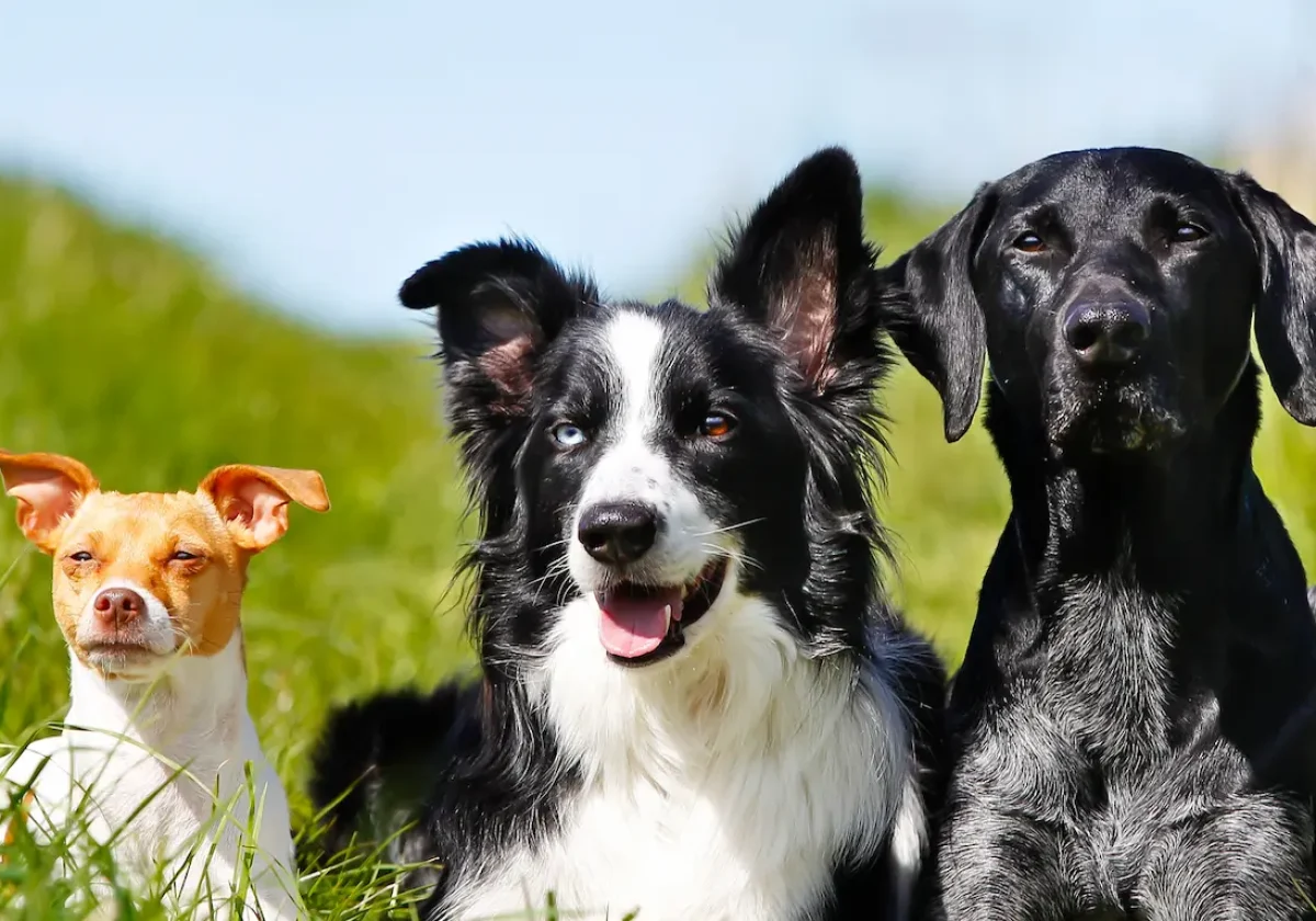 Drei verschiedene Hunderassen sitzen nebeneinander auf einer Wiese – sinnbildlich für Vielfalt und Charakter der beliebtesten Rassen