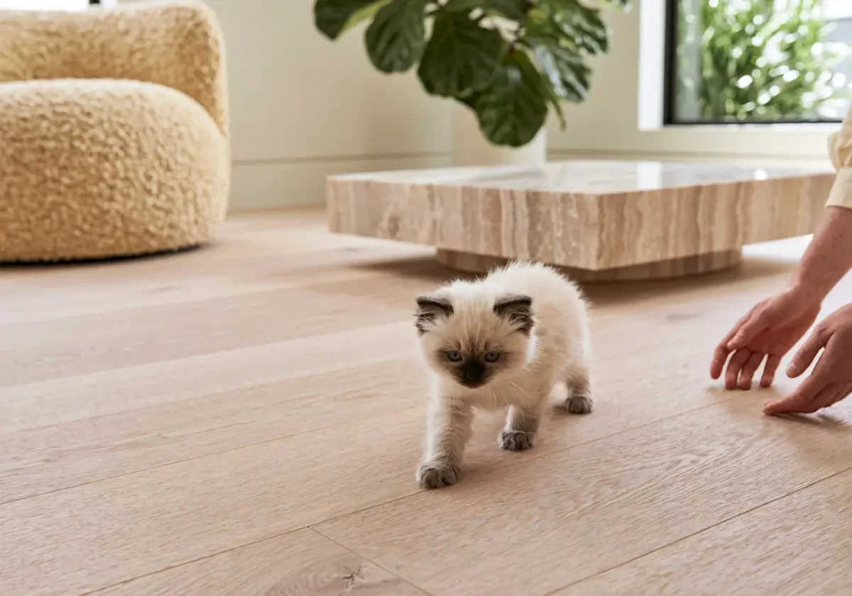 Junges Heilige-Birma-Kätzchen läuft über den Holzboden im Wohnzimmer auf eine ausgestreckte Hand zu