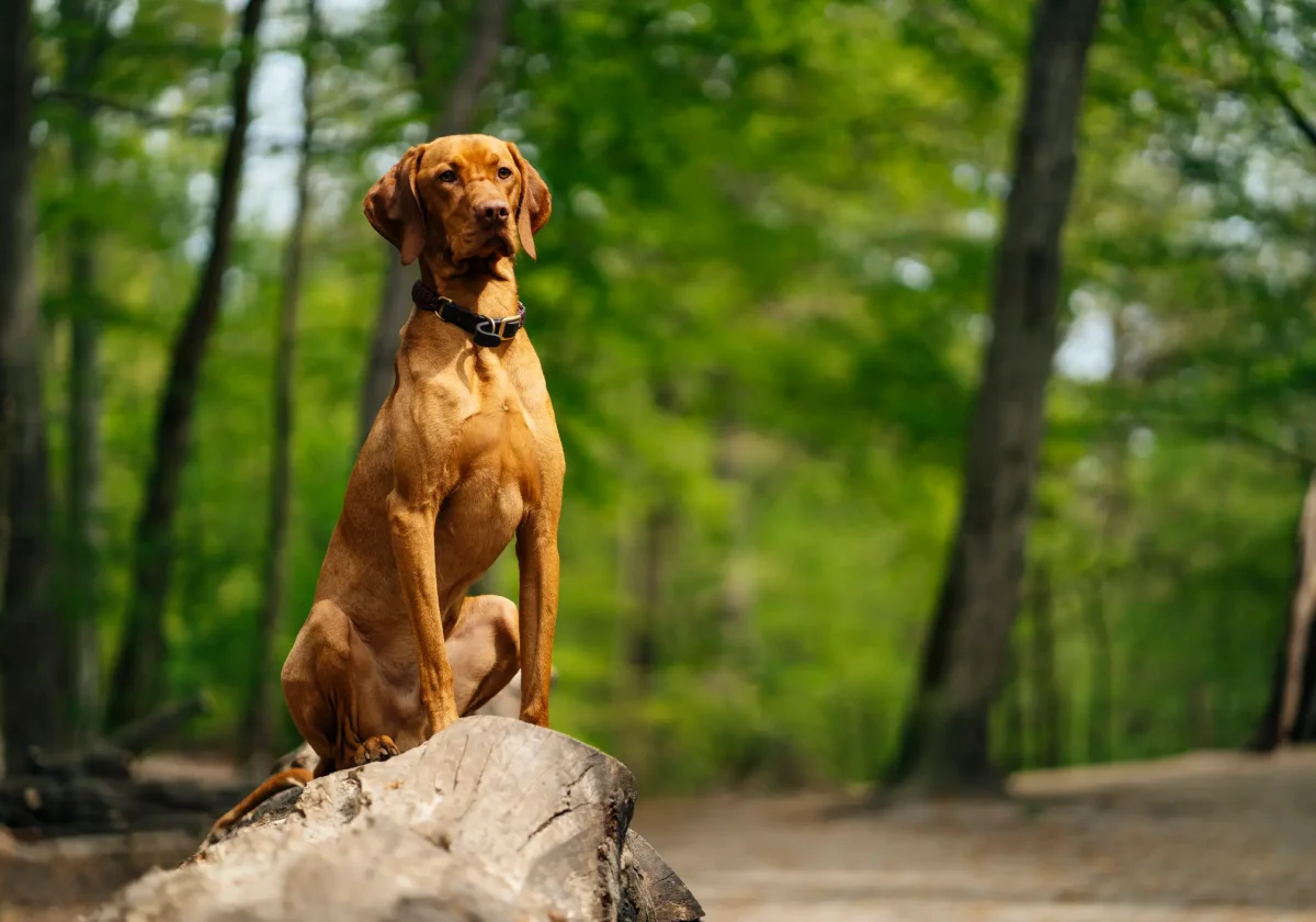 Magyar Vizsla sitzt aufmerksam auf einem Baumstamm im Wald