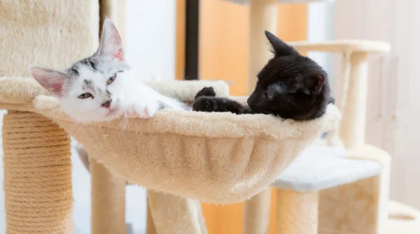 was-braucht-eine-katze