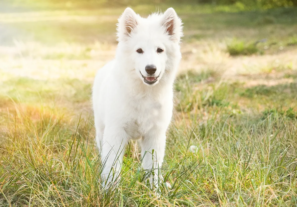 Weißer Schweizer Schäferhund mit dichtem Fell steht aufmerksam auf einer sonnigen Wiese