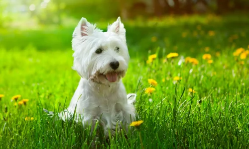 Steckbrief Westie West Highland White Terrier sitzt mit weißem Fell auf einer Wiese voller gelber Löwenzahnblüten