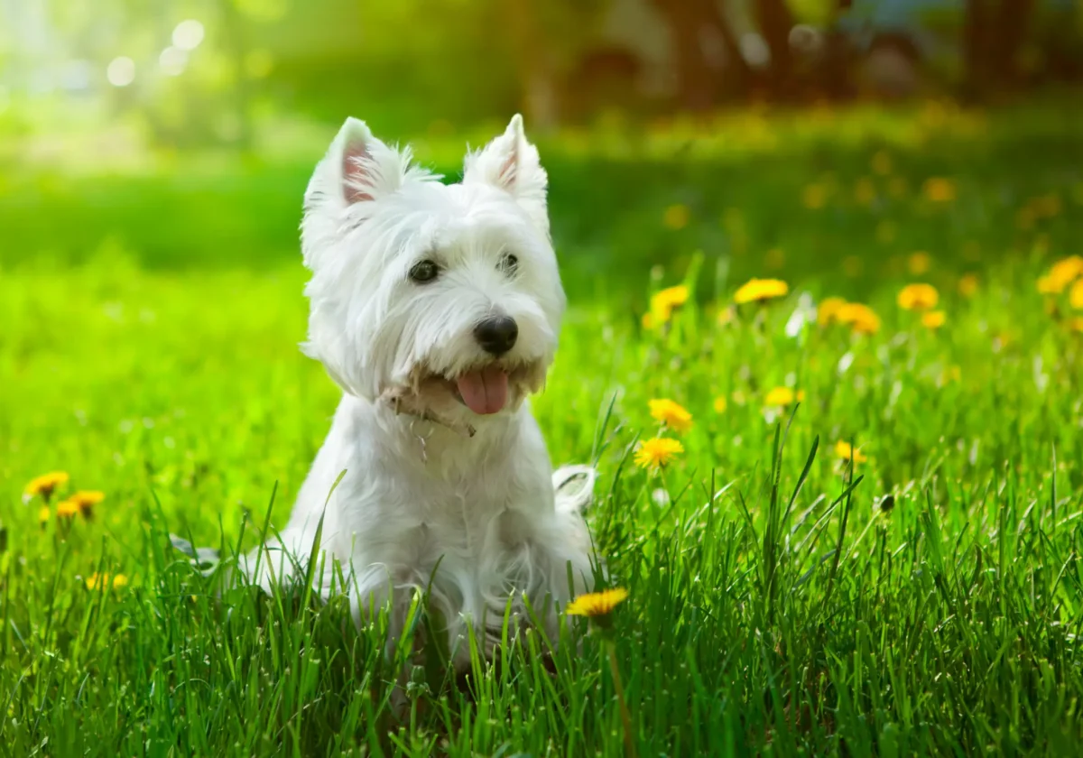 West Highland White Terrier sitzt mit weißem Fell auf einer Wiese voller gelber Löwenzahnblüten