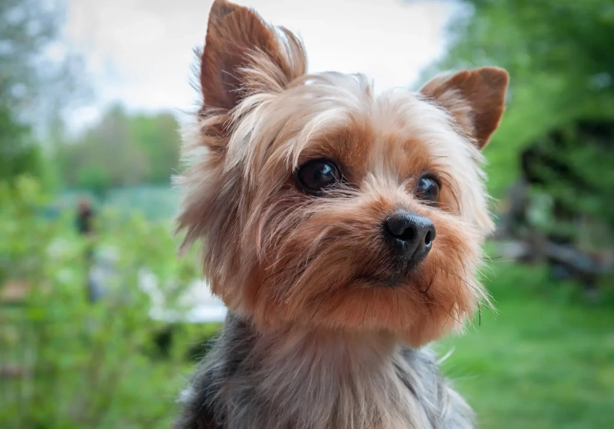 Yorkshire Terrier mit feinem, hellbraunem Fell und großen Augen im Nahportrait im Garten